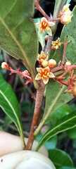 Lithraea brasiliensis
