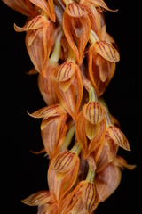 Bulbophyllum careyanum