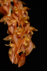 Bulbophyllum careyanum
