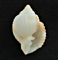 Cancellaria reticulata