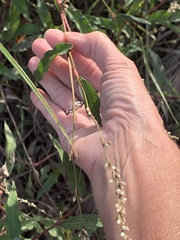 Persicaria hydropiperoides