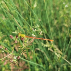 Ceriagrion auranticum