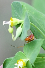 Euphorbia kraussiana