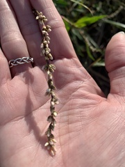 Persicaria hydropiperoides