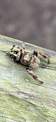 Parnaenus