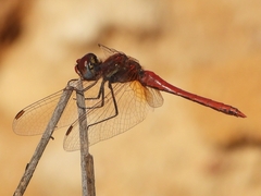 Sympetrum fonscolombii