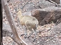 Oreotragus oreotragus transvaalensis