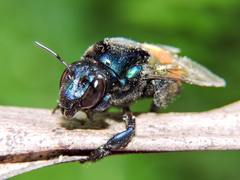 Eufriesea mexicana