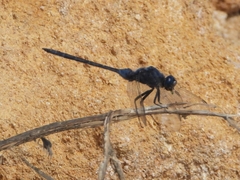 Orthetrum trinacria
