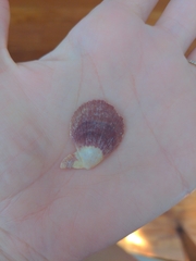 Caribachlamys sentis