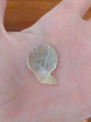 Caribachlamys sentis