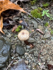 Tulostoma