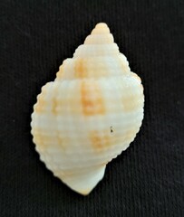 Cancellaria reticulata