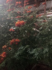 Caesalpinia pulcherrima