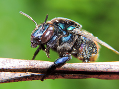Eufriesea mexicana
