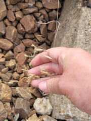 Bromus japonicus