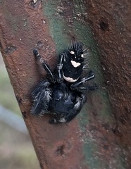 Phidippus regius