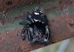 Phidippus regius