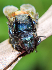 Eufriesea mexicana