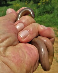 Afrotyphlops bibronii