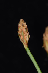 Fimbristylis macassarensis