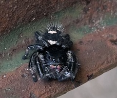 Phidippus regius