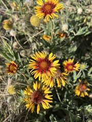 Gaillardia aristata
