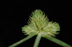 Cyperus leptocarpus