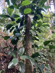 Magnolia portoricensis