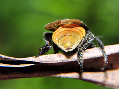 Eufriesea mexicana