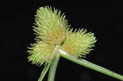 Cyperus leptocarpus