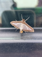 Diaphania