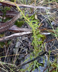 Euphorbia polyphylla