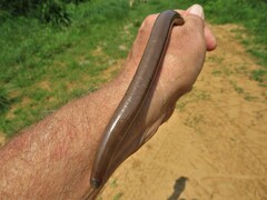 Afrotyphlops bibronii