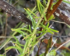 Euphorbia polyphylla
