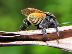 Eufriesea mexicana