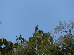 Patagioenas cayennensis