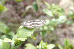 Neptis