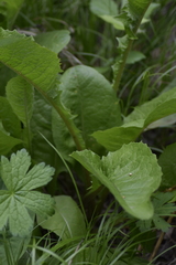 Crepis sibirica