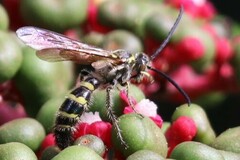 Phalerimeris phalerata