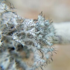 Heterodermia echinata