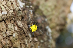 Macracantha hasselti