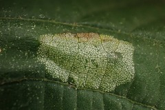 Phyllonorycter issikii