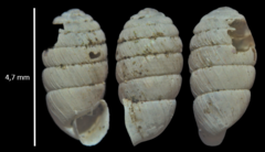 Sphyradium doliolum
