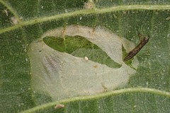Phyllonorycter issikii