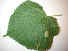 Phyllonorycter issikii