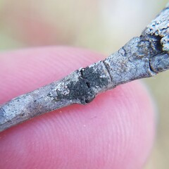 Hyperphyscia syncolla