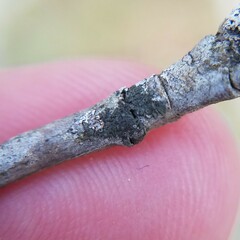 Hyperphyscia syncolla