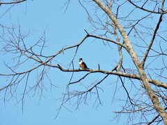 Microhierax fringillarius