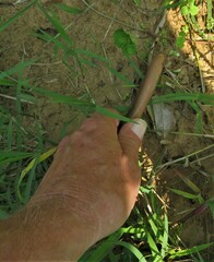 Afrotyphlops bibronii